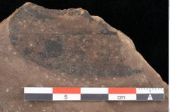 Foto (Detailsansicht) von Quercus palaeoilex Ettingshausen (NHMW-GEO-2024-0188-0782)